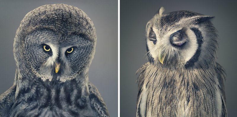 Illustration for article titled Tim Flach's intimate animal portraits reveal nature's human side